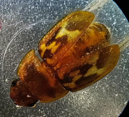 Réf. 334 720 : Cryptarcha undata